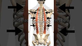 The Erector Spinae Muscles [upl. by Eecats]