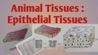 Animal Tissues  Epithelial Tissues [upl. by Lucie]