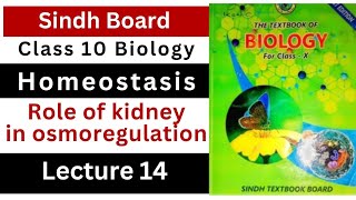 role of kidneys in osmoregulation  homeostasis  class 10 biology Sindh board New book [upl. by Carlick]