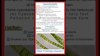 What is Cyanobacteriaclass 11 biology chapter 2 Cbsecynobacteriaeubacteriamycoplasmashorts [upl. by Reivax]