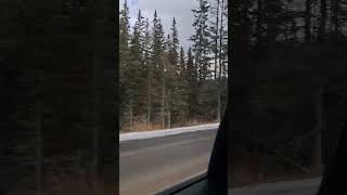 Banff shorts lake alberta canada travel travelvlog banff tour snow snowfall mountains yt [upl. by Russel]