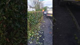 Photinia Red Robin trim gardenning tree gardeningvideos [upl. by Ielerol518]