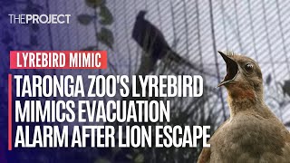 Taronga Zoos Lyrebird Mimics Evacuation Alarm After Lion Escape [upl. by Aldarcie]