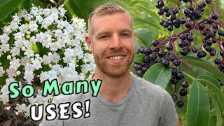 Grow Your Own Food And Medicine From This One Amazing Tree  Elderflowers amp Elderberries [upl. by Carolyne266]