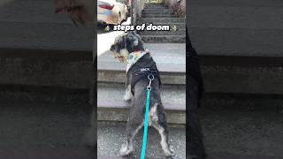 Funny Schnauzer Learns to Use Stairs [upl. by Olney]