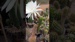 Trichocereus IMPERIALIS cactus flowers nature gardening plants succulents videos reels [upl. by Nosreg]