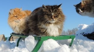 На саночках Siberian Cats January 13 2014 [upl. by Catt517]