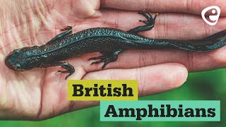 British Amphibians [upl. by Auqeenwahs967]