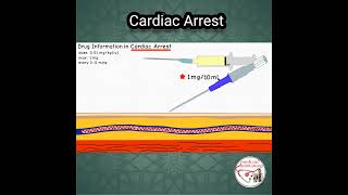 ADRENALINE Epinephrine DOSE in CARDIAC ARREST pediatrics medicine epinephrine [upl. by Peppie]