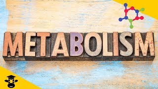 What is metabolism in biology [upl. by Parks675]