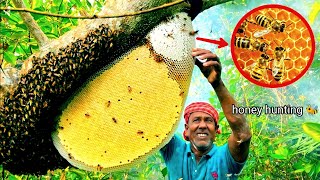 Sundarban forest honey harvest  Sundarbans vlog [upl. by Neelhtak259]