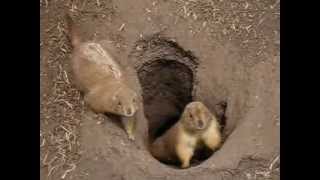 screaming prairie dogs [upl. by Dumas]