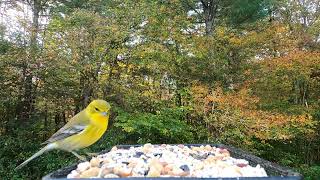 Whitebreasted Nuthatch Pine Warbler and Tufted Titmice [upl. by Odraode690]