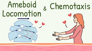 Ameboid Movement of the Cell  Chemotaxis  Ameboid Locomotion Animation  Chemotactic Substance [upl. by Beitz]