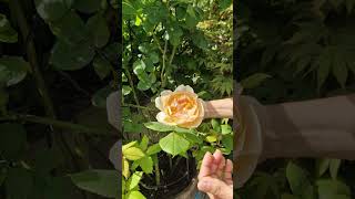 David Austin Wollerton Old Hall climbing rose in a pot a few tips [upl. by Corson]