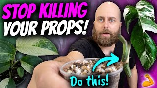 Stem Rot in Your Cuttings Try This Propagation Hack  Chatty Repot  Propagation [upl. by Dugaid]