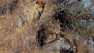 Leopard Catches Warthog in its Burrow  Stealth at its Best [upl. by Lainey179]