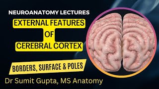 EXTERNAL FEATURES OF CEREBRUM  Borders Surfaces and Poles [upl. by Danielson]