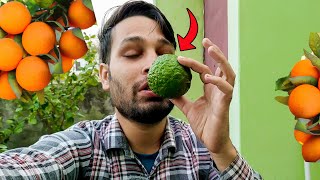 GARDEN MEIN YE KYA HO GAYA 😲 KITCHEN GARDENING KA VLOGS  Daily Vlogs  Family Vlogs [upl. by Marina435]