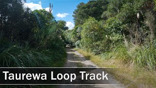 Taurewa Loop Track Tongariro Forest New Zealand  4K [upl. by Assiralk]