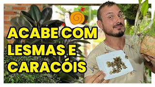 Como acabar com LESMAS e CARACÓIS nas PLANTAS [upl. by Taddeo]