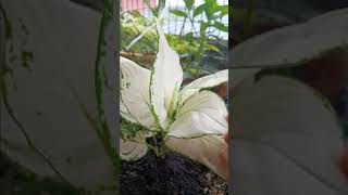 My New Aglaonema Plant aglaonema plantlover shorts [upl. by Hubie]