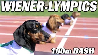 The 100m Dachshund Dash  Wiener Dog Race [upl. by Vinny]