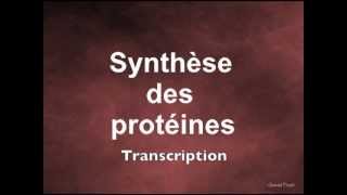 Synthèse des protéines Transcription [upl. by Malan]