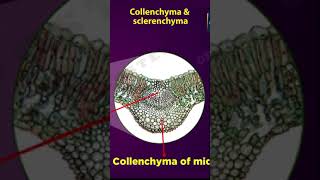 Tissues Class 9  permanent tissues in plants  cbse 9 Biology  chapter 6 NCERT  shorts [upl. by Buehrer]