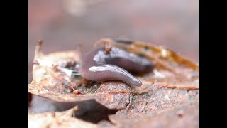 Not all flatworms are bad [upl. by Gram]