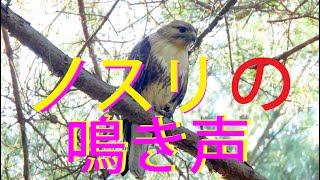 ノスリの鳴き声 4K The call of the buzzard [upl. by Keyte]