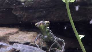 Dragonfly Nymph hunts daphnia Libellenlarve jagt Wasserflöhe [upl. by Bonni761]