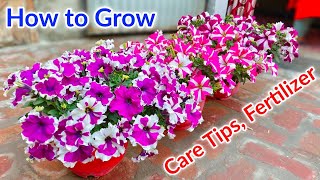 Get Lots of Flowers On Petunias  Petunia Plant Grow and Care Tips Fertilizer [upl. by Osbert]