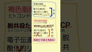 脱共役たんぱく質 ucp は、褐色脂肪細胞 で、熱を生み出す。電子伝達系 酸化的リン酸化 褐色脂肪細胞 管理栄養士国家試験 [upl. by Dirfliw]