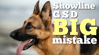 5 things to know before getting a West German Show line German Shepherd [upl. by Song]