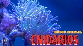 REINO ANIMAL  CNIDARIOS [upl. by Aicile]