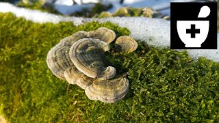 Wrośniak różnobarwny Trametes versicolor Jaworzno [upl. by Hnahym]