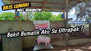 Bakit Ako Bumalik Sa Ultrapak  Maganda Ang Epekto [upl. by Lozar452]