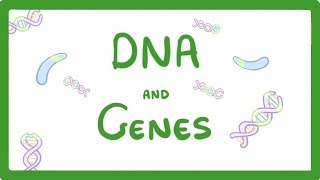 GCSE Biology  DNA Part 1  Genes and the Genome 63 [upl. by Ahsiled855]