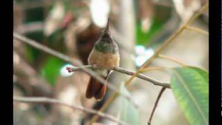 ENDEMIC chestnut bellied hummingbird AMAZILIA CASTANEIVENTRIS [upl. by Eninnaj]