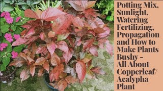 Complete Care of CopperleafAcalypha Wilkesiana Propagation and How to Make Plants Bushy [upl. by Enimajneb]