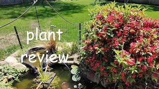 plant review weigela [upl. by Aldas]