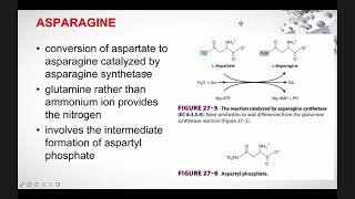 BIOCHEM 26TH LECTURE BIOSYNTHESIS OF NUTRITIONALLY NONESSENTIAL AMINO ACIDS [upl. by Foster]