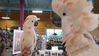 Cockatoos meet each other in pet store hilarity ensues [upl. by Assadah]