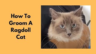 How To Groom A Ragdoll Cat [upl. by Cuda]