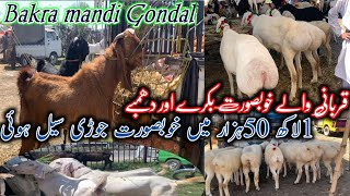 Gondal mandi today May 6 2024 latest update ll 1 lak 50 hazar mae deal bakra mandi 2024 [upl. by Uwton]