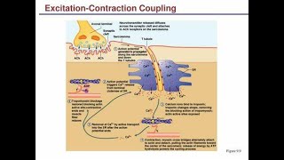 Excitation Contraction Coupling in cardiac muscles and calcium induced calcium release mechanism [upl. by Mindi]