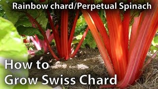 How to Grow Swiss Chard in Abundance [upl. by Ahsienroc454]