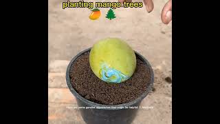 How to plant trees How to plant trees plant mango trees  Makes plant Makes [upl. by Jopa674]