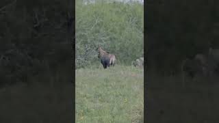 Nilgai Forest deerhunting nilgai hunting wildlife [upl. by Alden45]